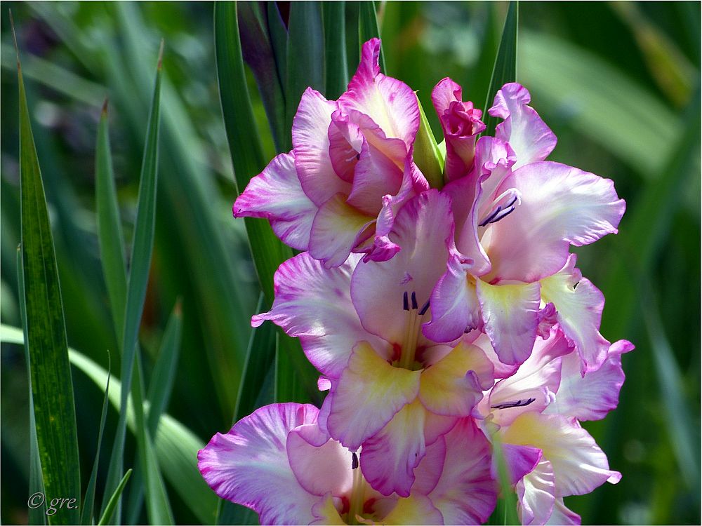 Im Gladiolenfeld *