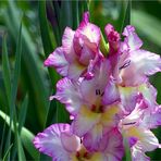 Im Gladiolenfeld *