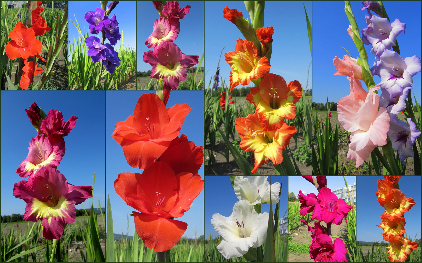 Im Gladiolenfeld