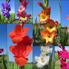 Im Gladiolenfeld