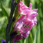 Im Gladiolenfeld**