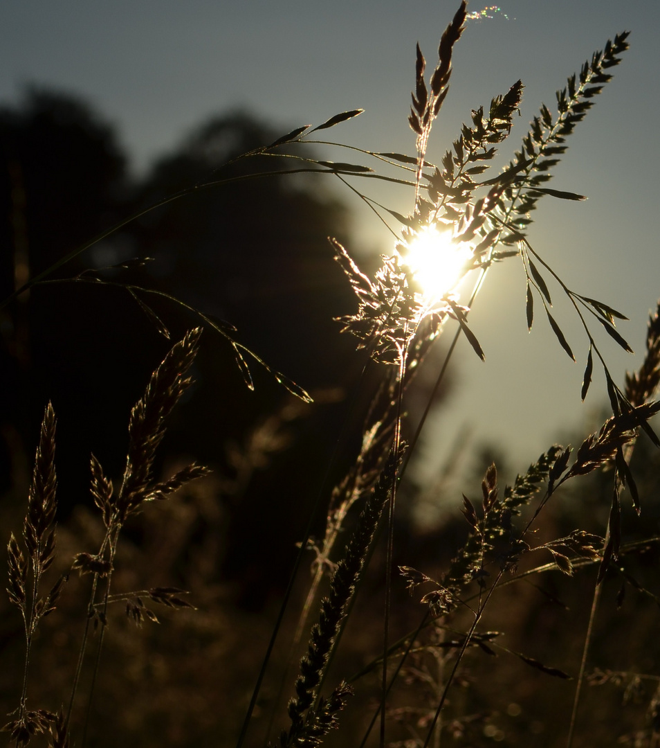 Im Glanz der Abendsonne