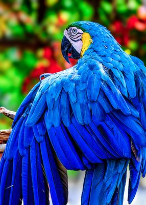 Im Glanz der Tropen – Der blaue Ara