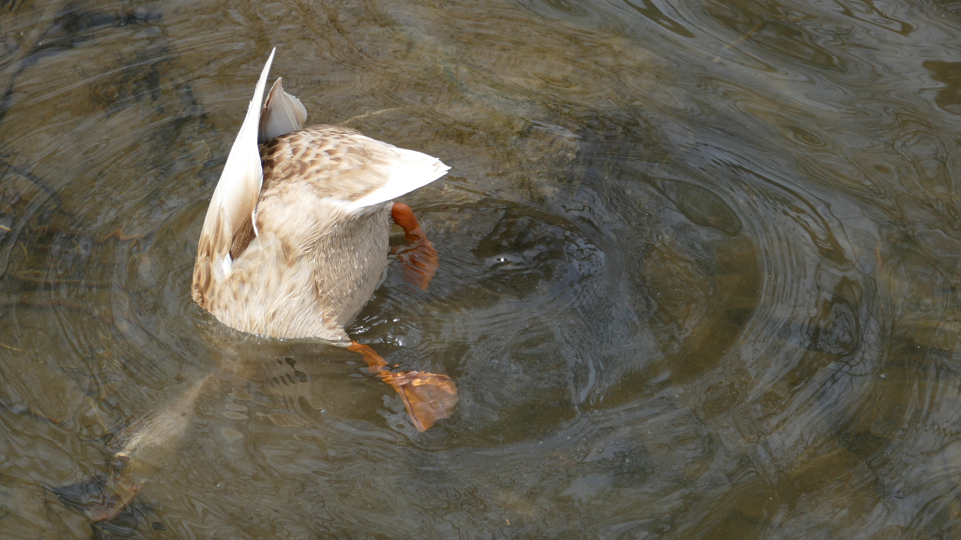 Im glasklaren Wasser der Ruhr.