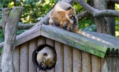 IM GLEICHEN HAUS-NASENBÄREN