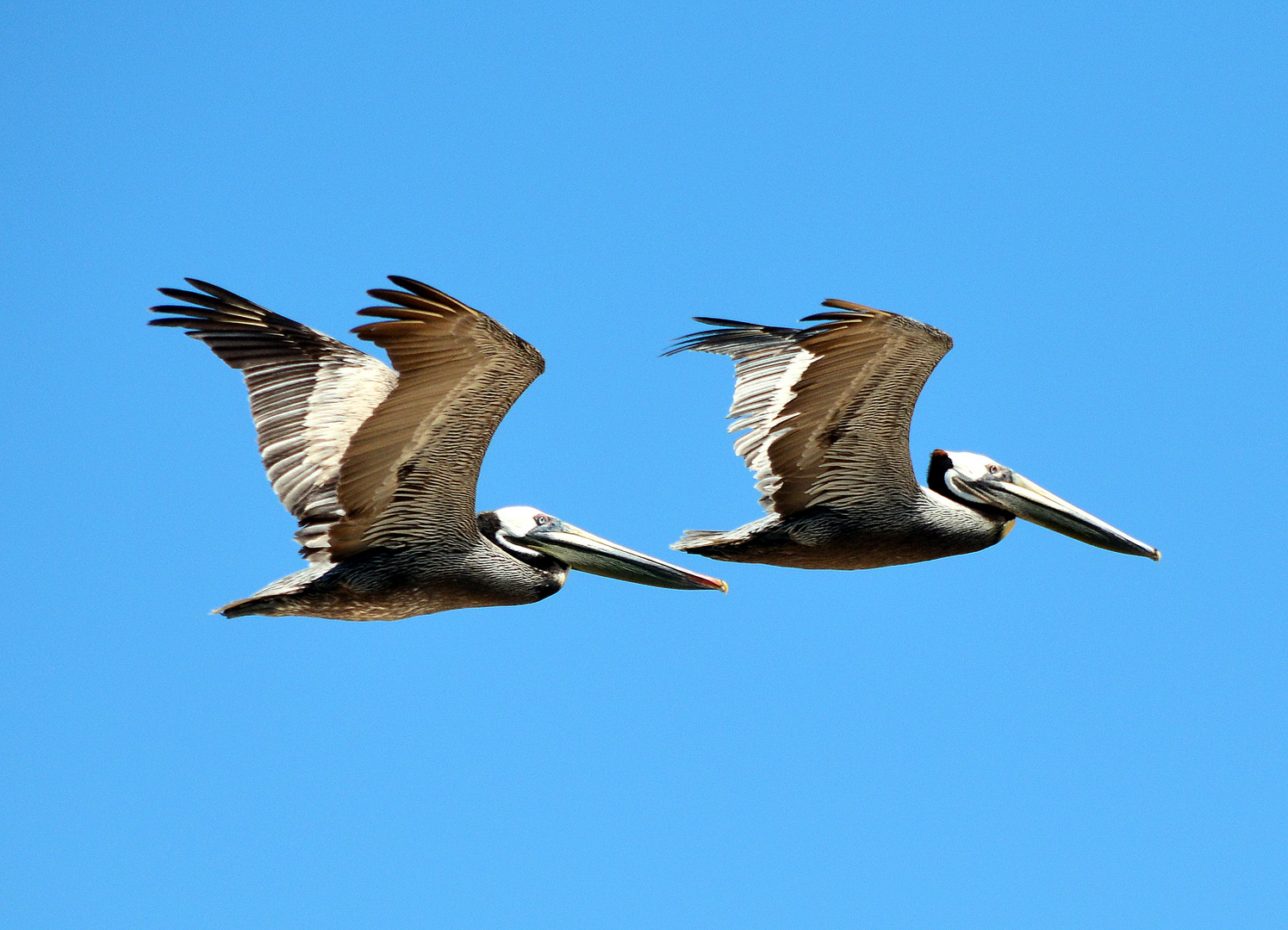 Im Gleichflug