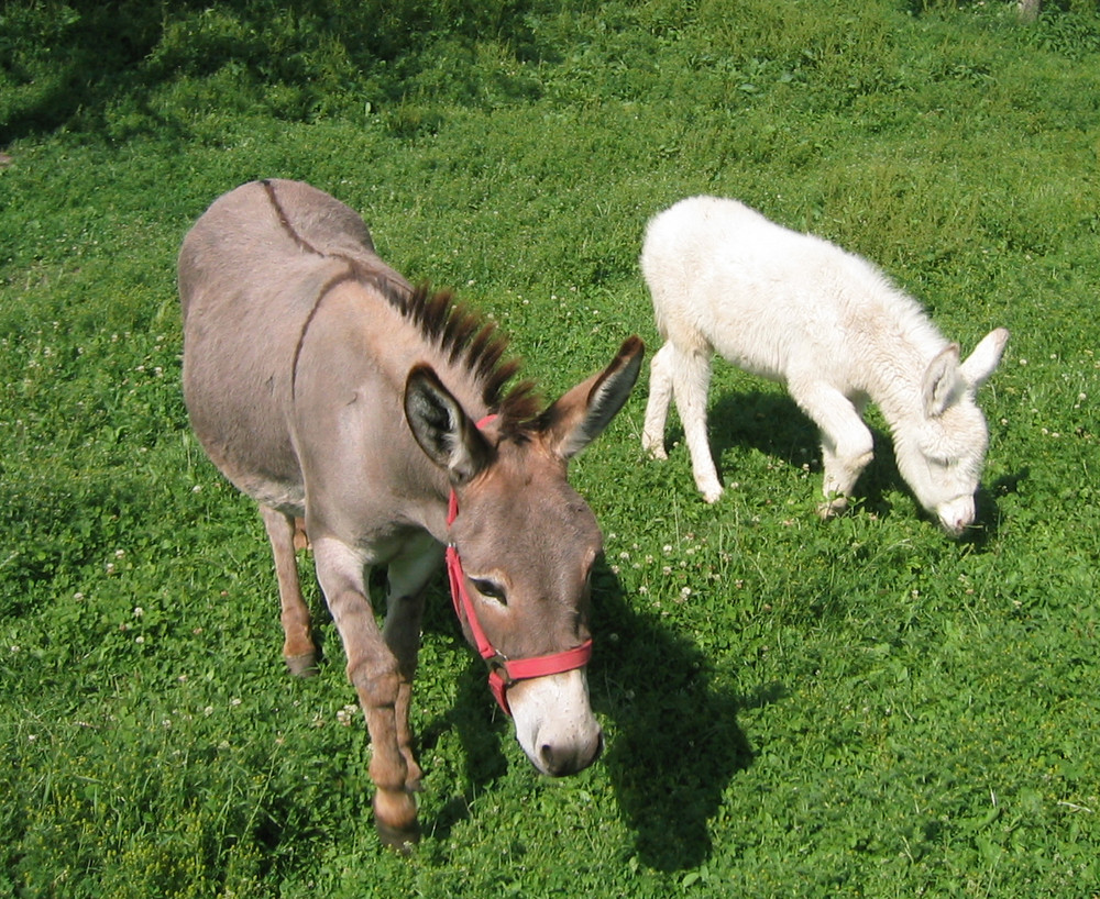 im Gleichschritt........