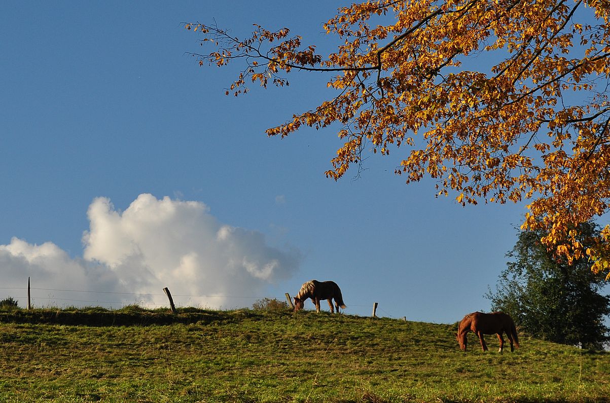 Im Gleichschritt durch den Herbst