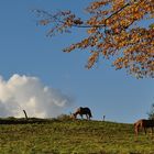 Im Gleichschritt durch den Herbst