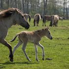 Im Gleichschritt Marsch! - Dülmener Wildpferde III.