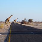 Im Gleichschritt über die Strasse