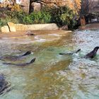 Im Gleichschwung :-)  Zoo Berlin