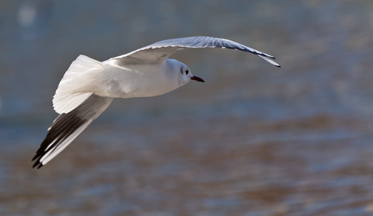 Im Gleitflug an der Isar