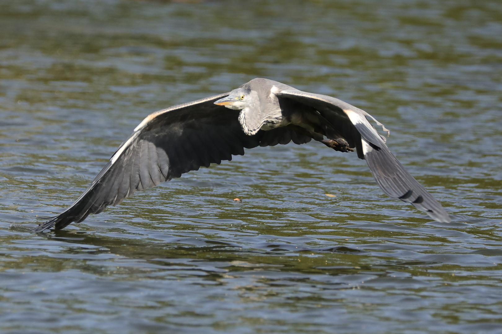 Im Gleitflug