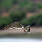 Im Gleitflug ins Neue Jahr