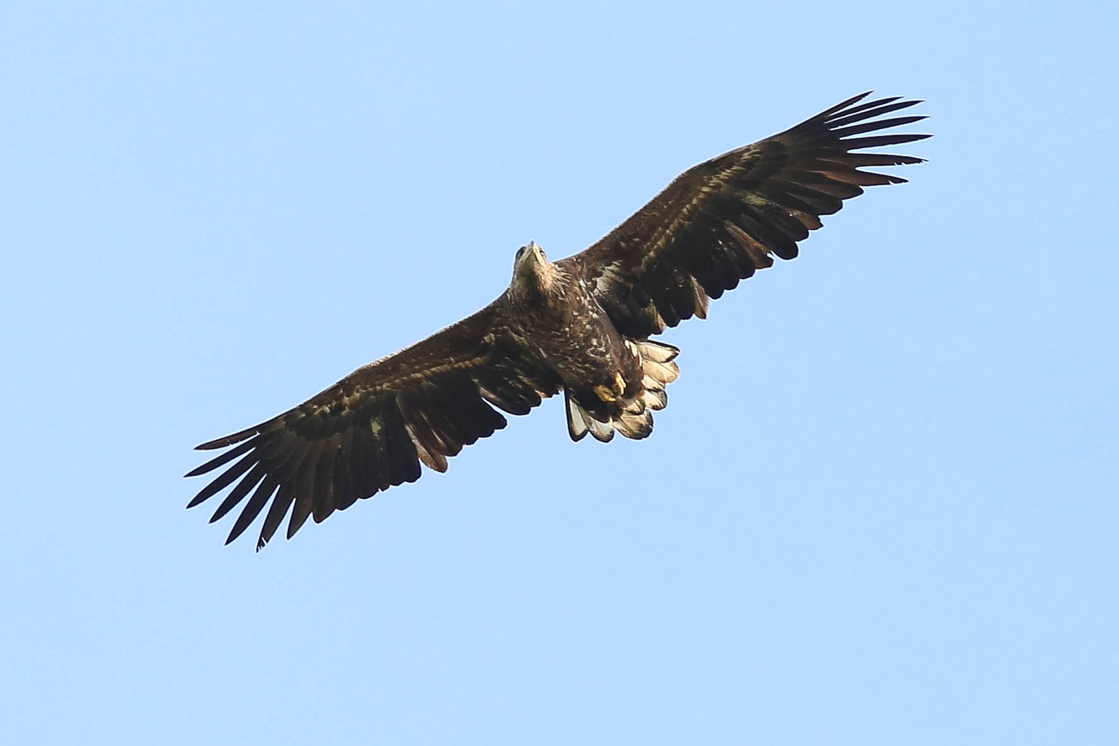 ...... im Gleitflug mit Blick nach links