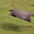 Im Gleitflug über dem Boden