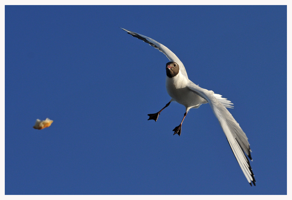 Im Gleitflug zur Beute