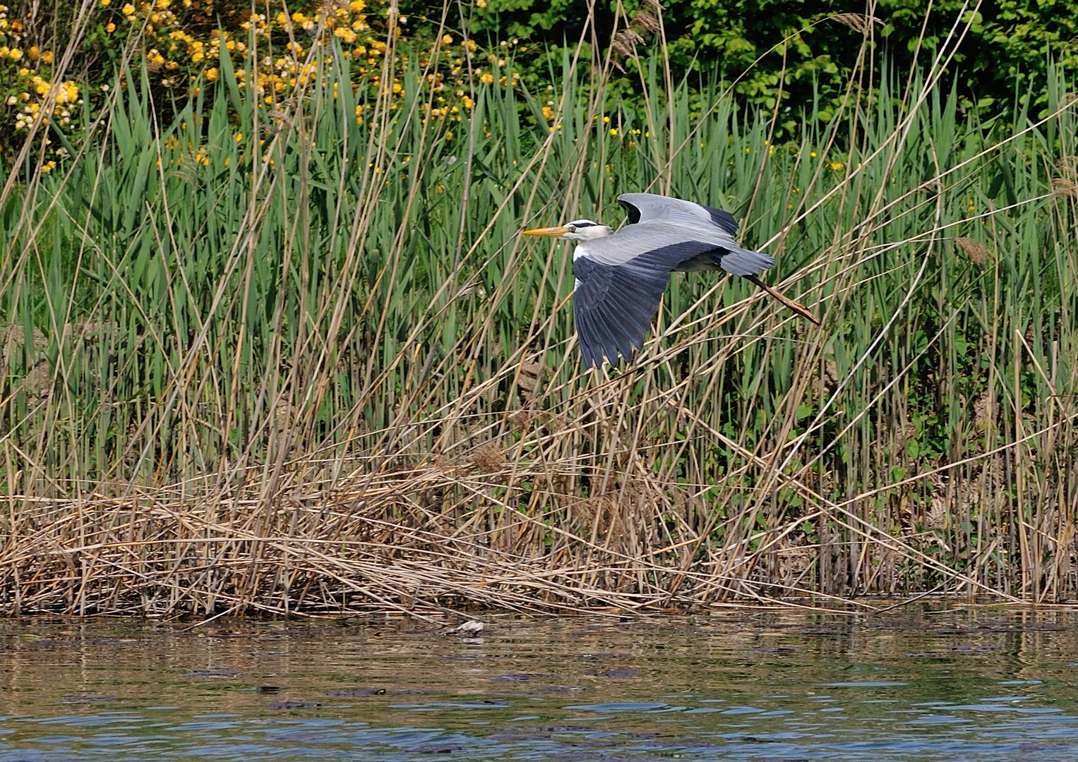 im Gleitflug zur Landung