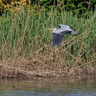 im Gleitflug zur Landung