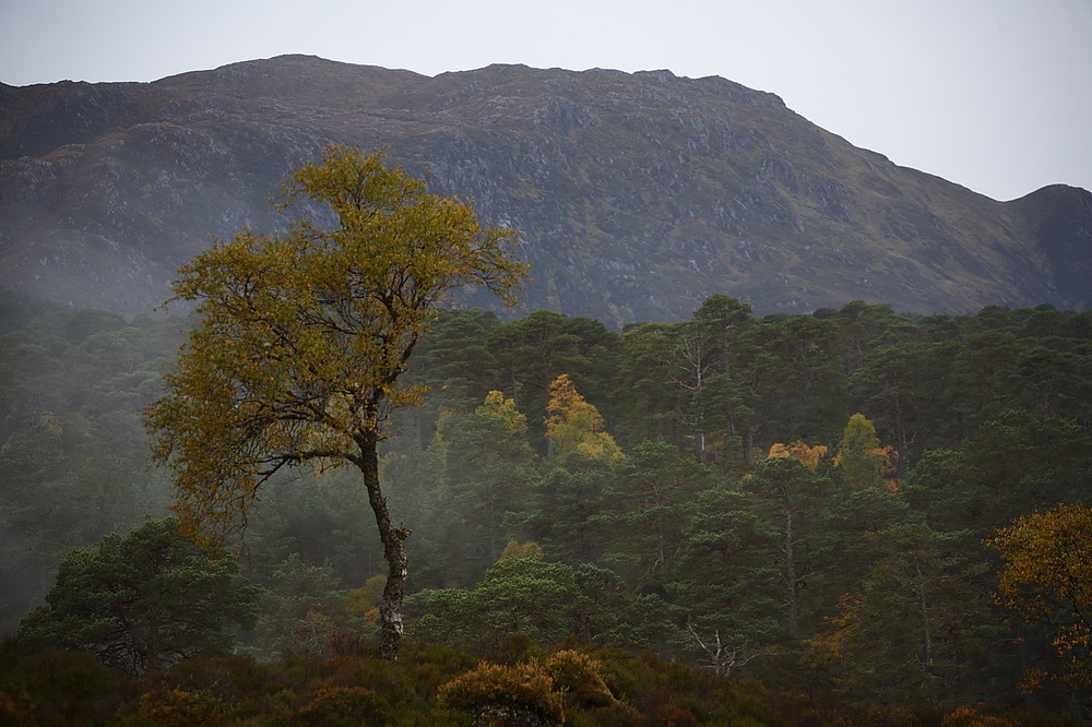 im Glen Affric ...