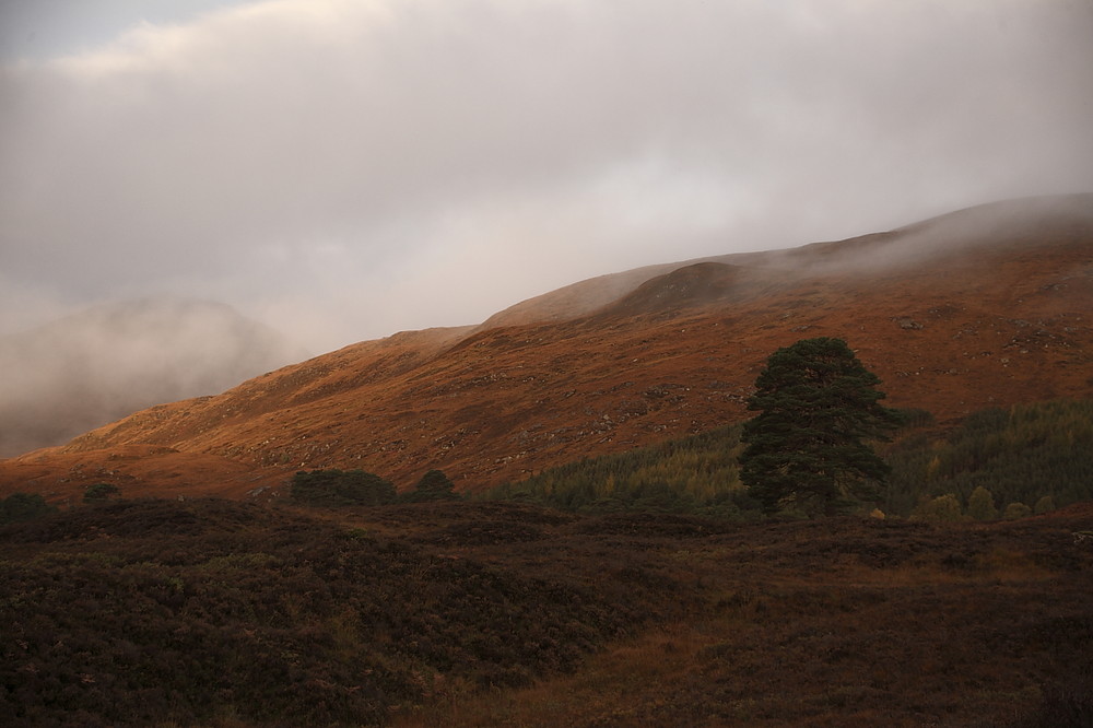 im Glen Affric .......