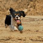 I´m going to get that ball - no matter what!