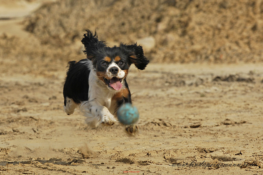 I´m going to get that ball - no matter what!