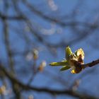 Im goldene Schnitt - Rosskastanie