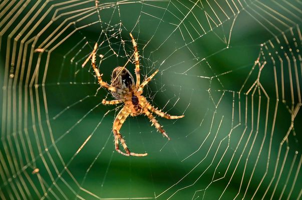Im goldenen Abendlicht