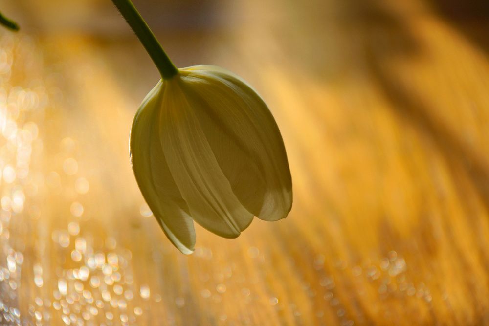 Im goldenen Gegenlicht