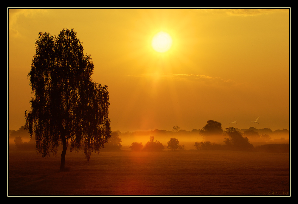 im goldenen Gegenlicht...