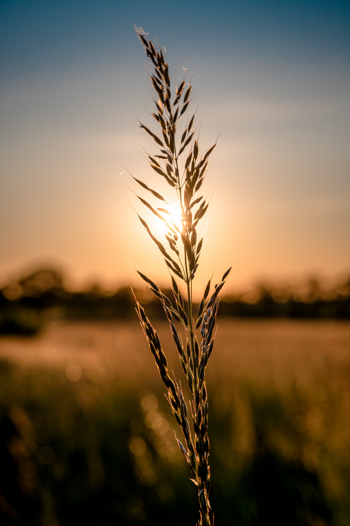 Im goldenen Glanz des Abends