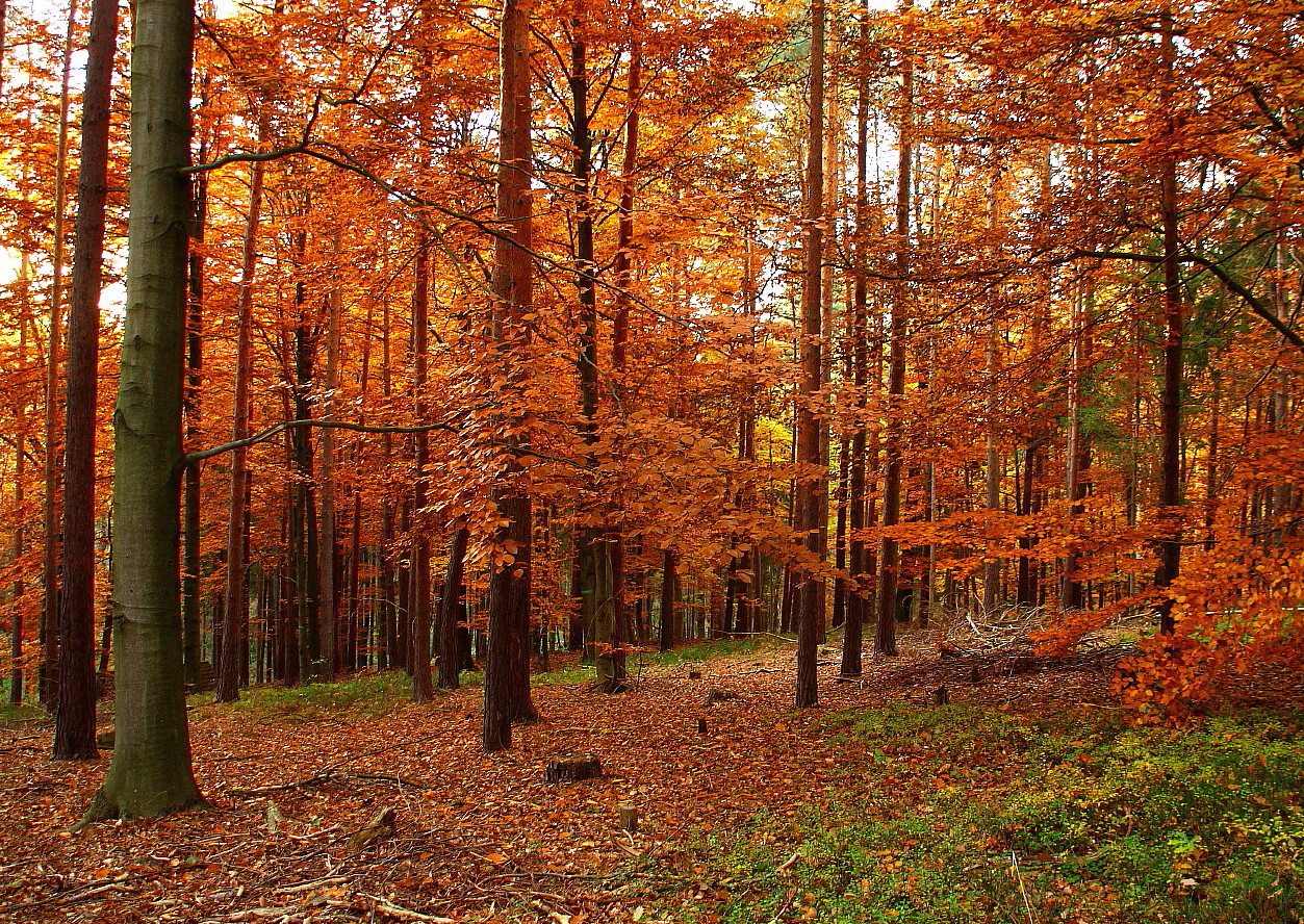 Im goldenen Herbst