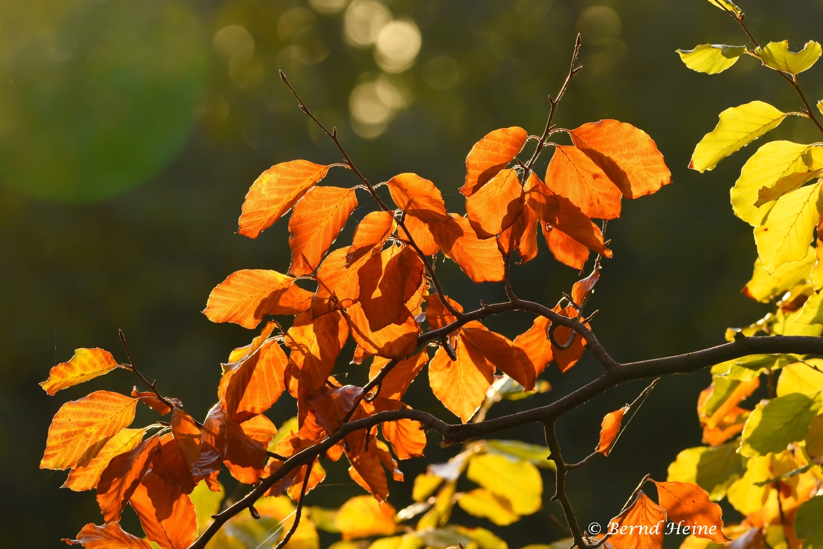 Im goldenen Herbst