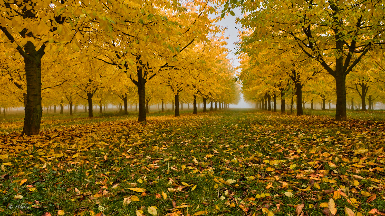 Im goldenen Kirschgarten