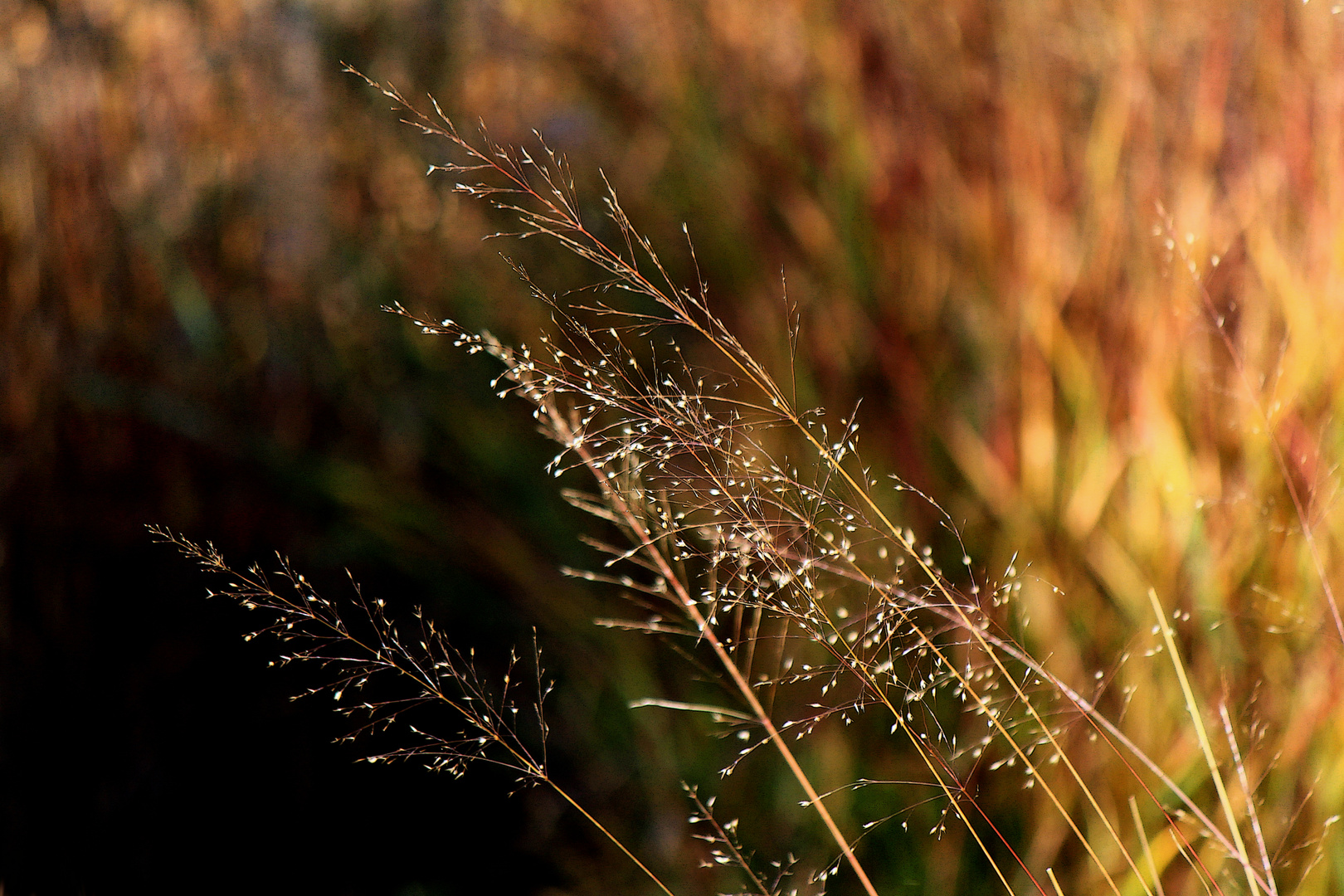 Im goldenen Licht