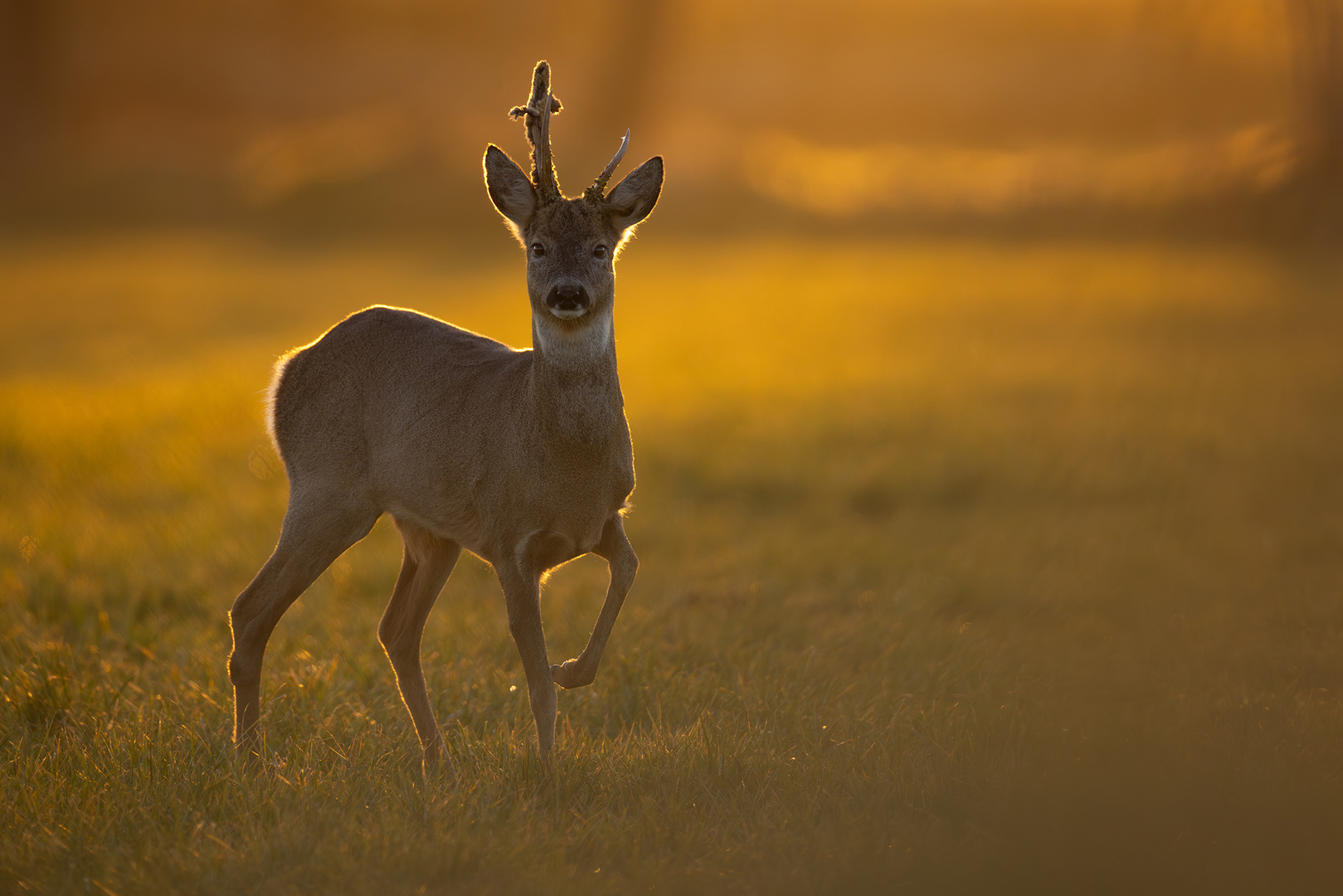 Im goldenen Licht