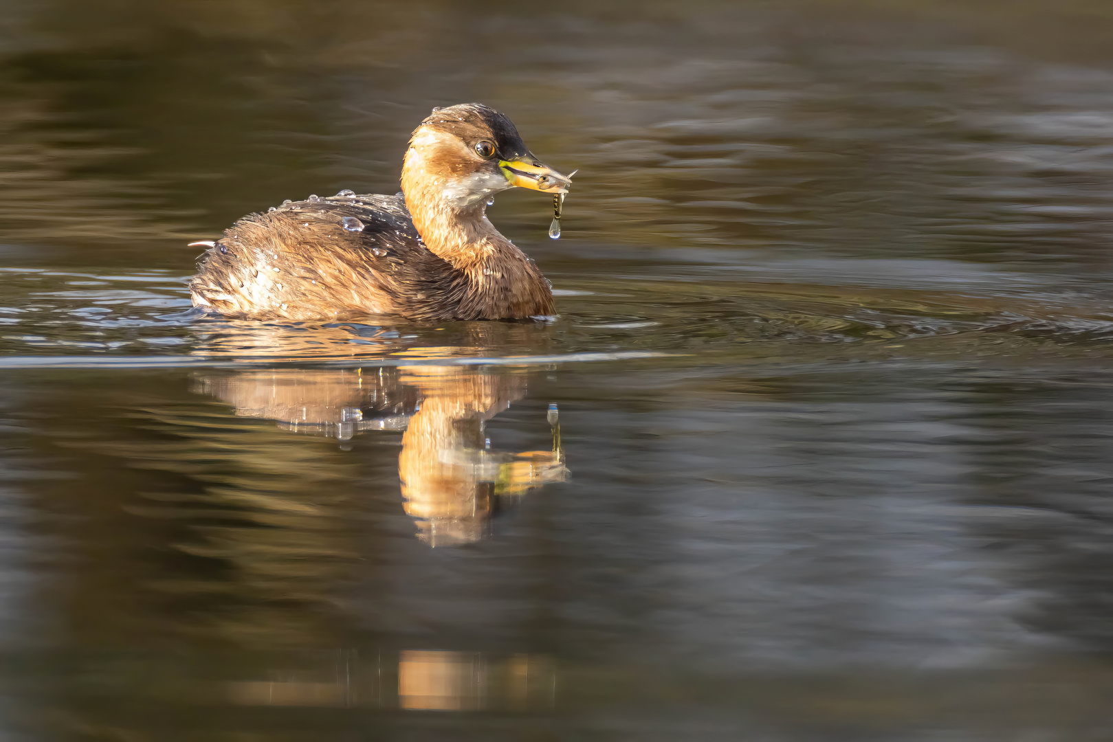 Im goldenen Licht