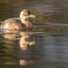 Im goldenen Licht