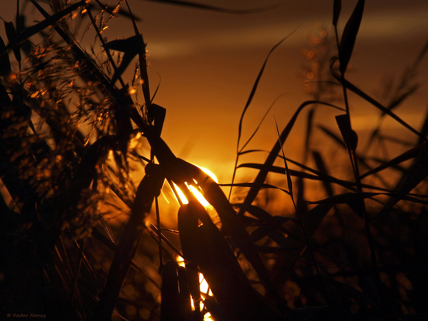 Im Goldenen Licht