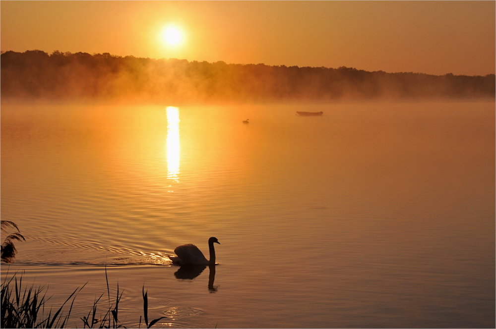 im GOLDENEN LICHT