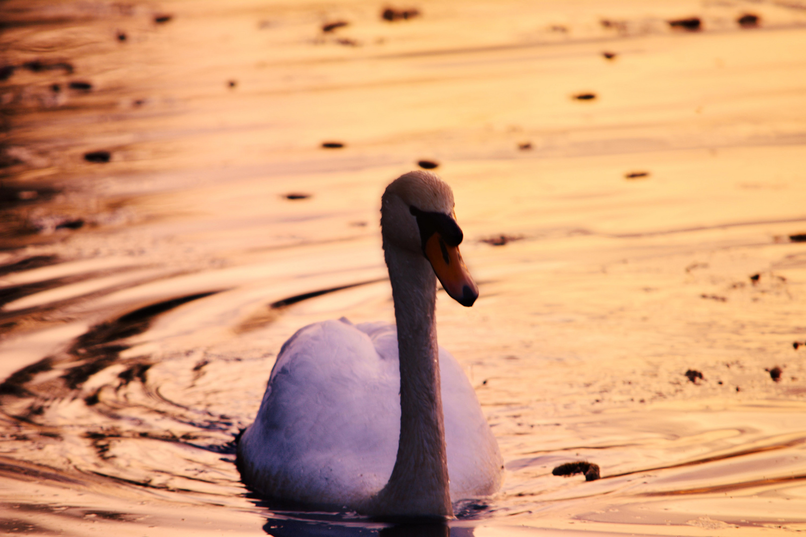 im goldenen Licht