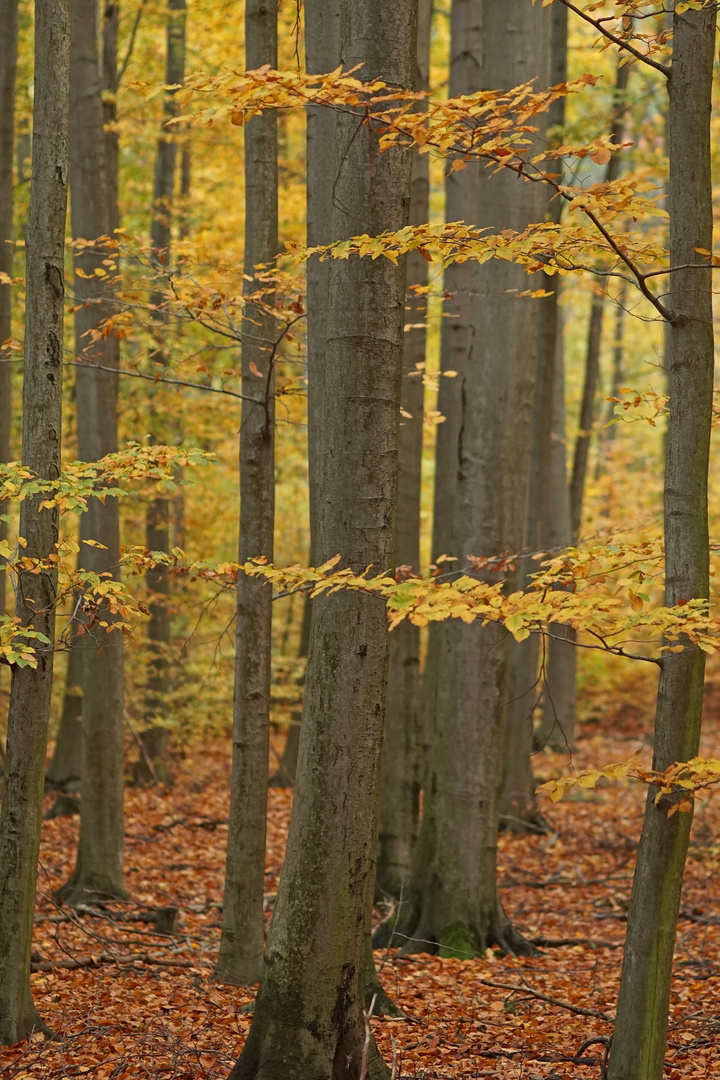 Im Goldenen Licht