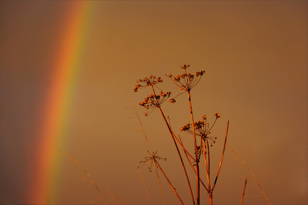 Im goldenen Licht