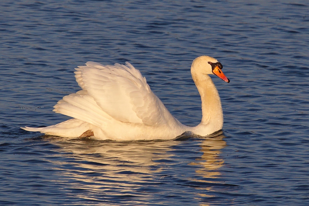 im goldenen Licht