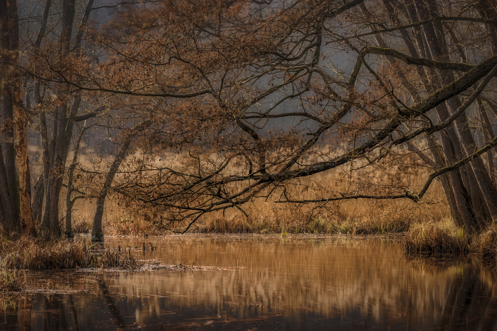 Im goldenen Licht