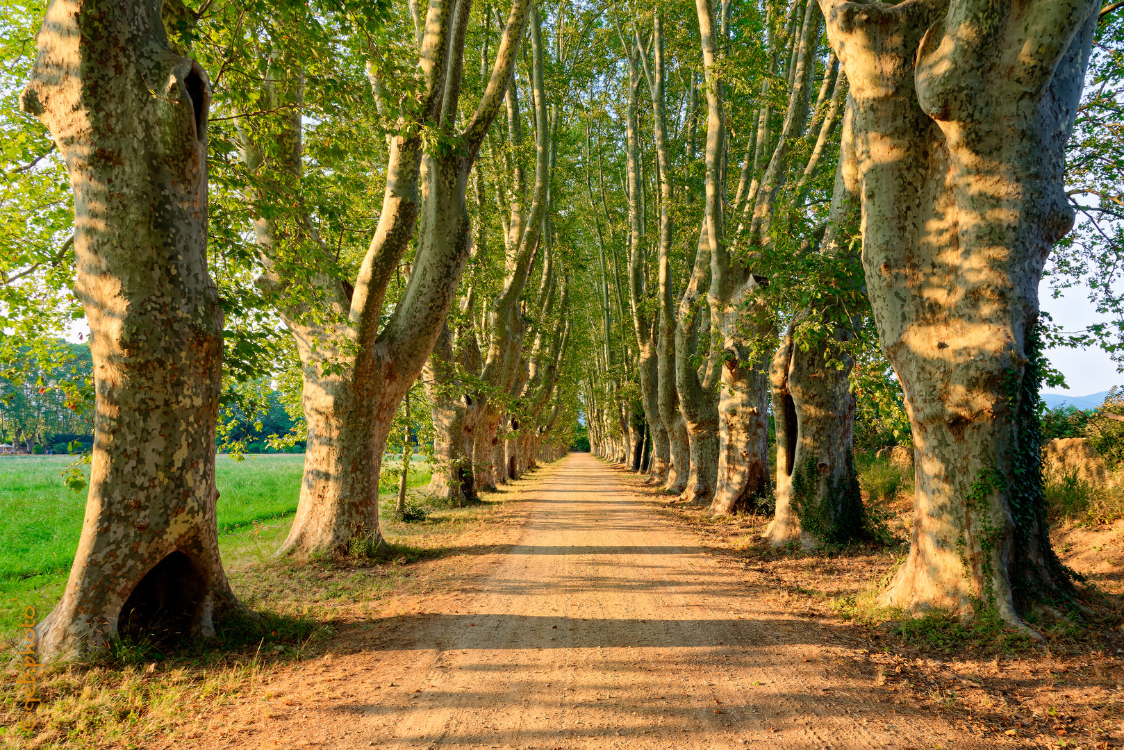 Im goldenen Licht der Provence