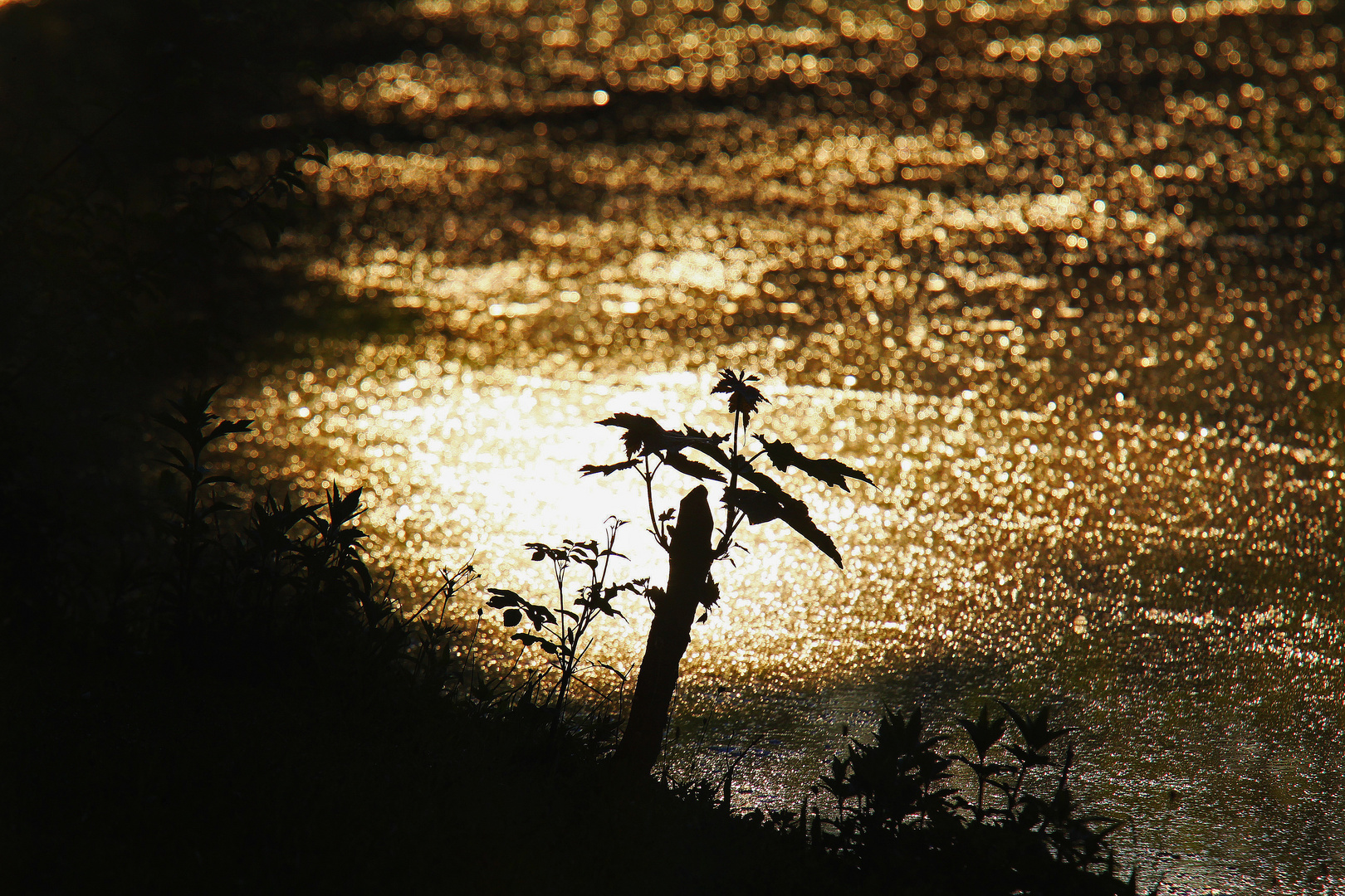 im goldenen Licht des Morgens