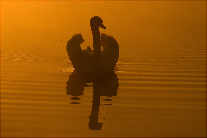 im goldenen Morgenlicht